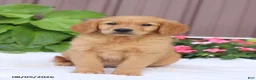 Golden Retriever dogs for sale: Teddy - Ad 1