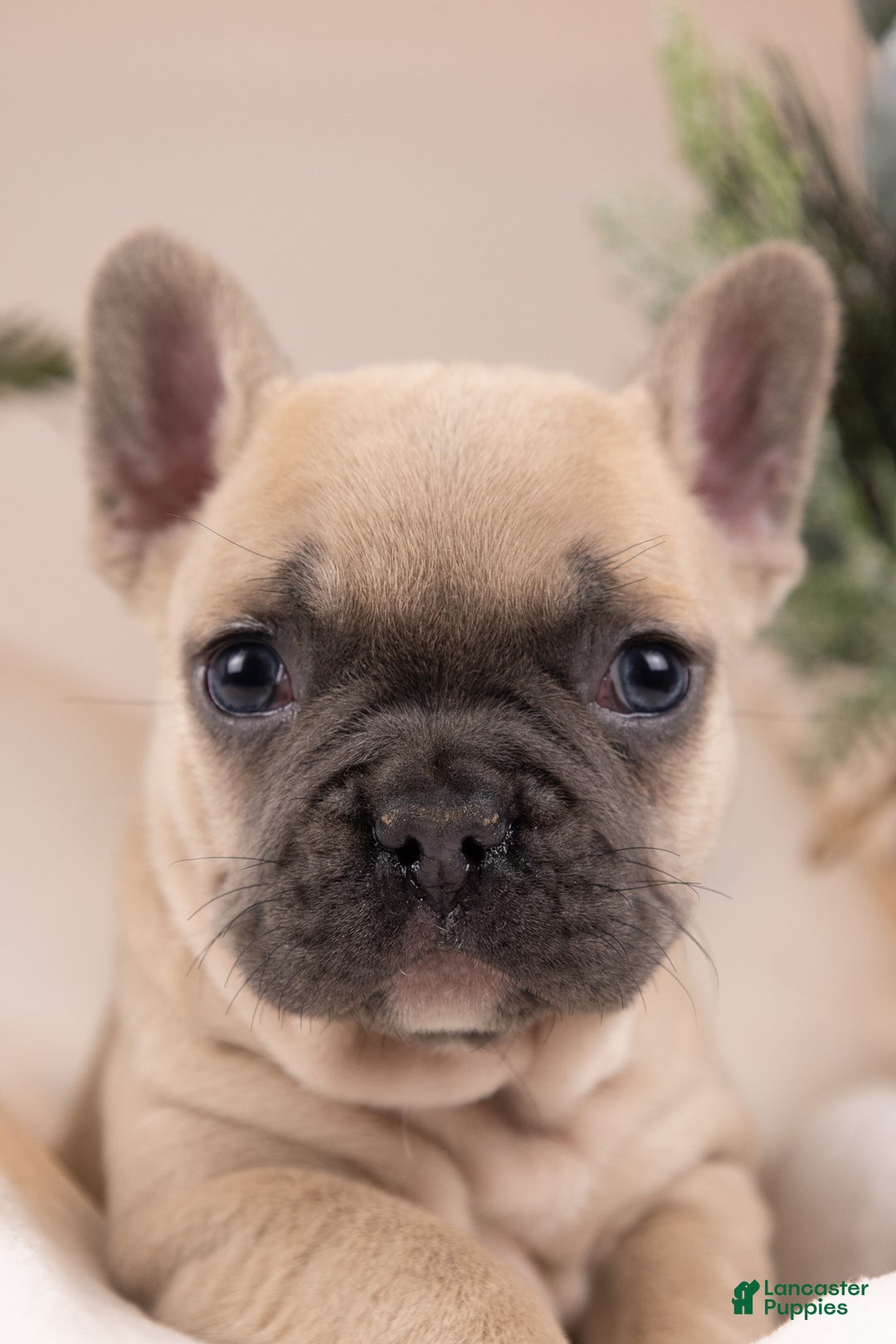 French Bulldog dogs for sale: Bluey - Ad 21