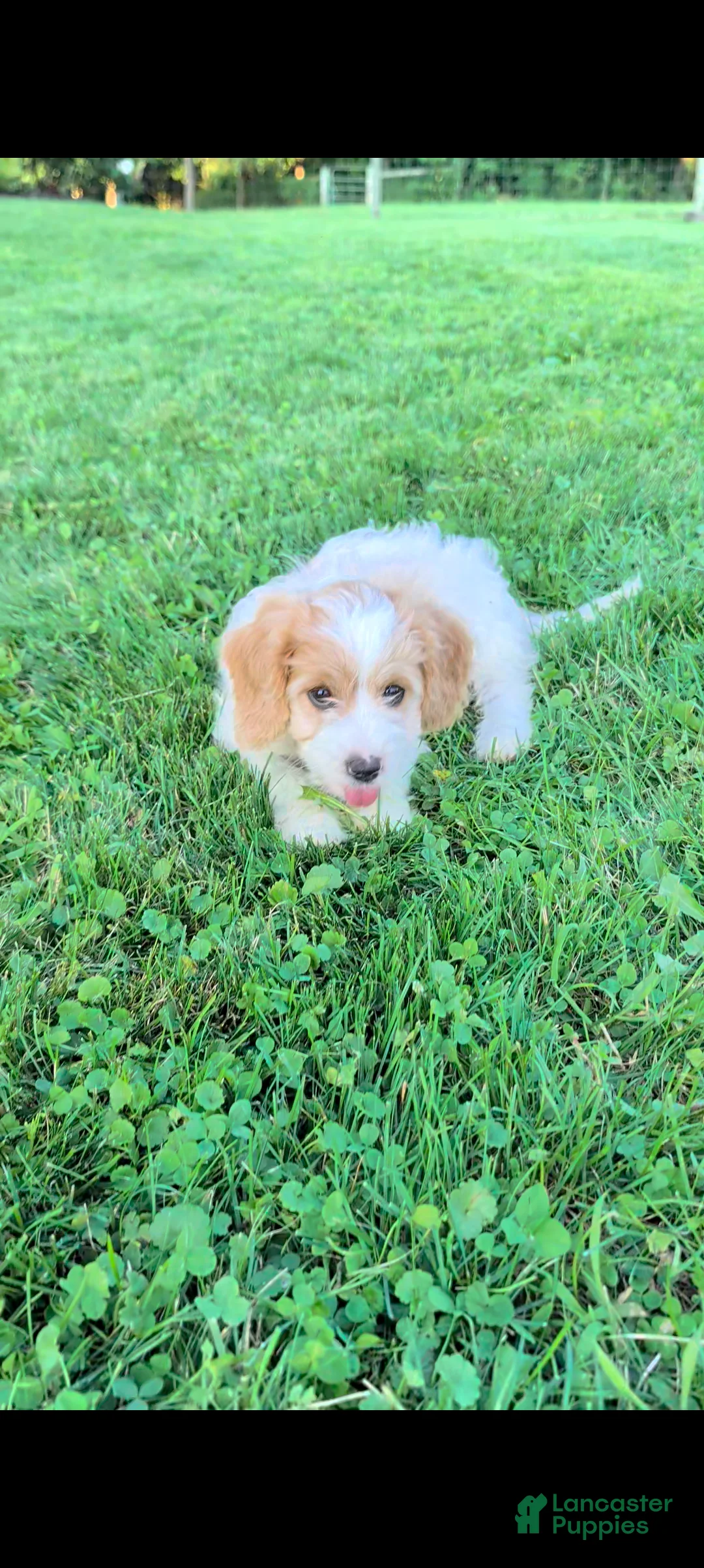 Cavapoo dogs for sale: Molly - Ad 2