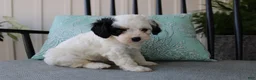 Cavapoo dogs for sale: Tulip - Ad 3
