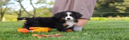 Miniature Bernese Mountain Dog dogs for sale: Kory - Ad 13
