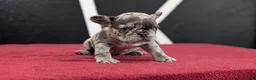 French Bulldog dogs for sale: Xena - Ad 7