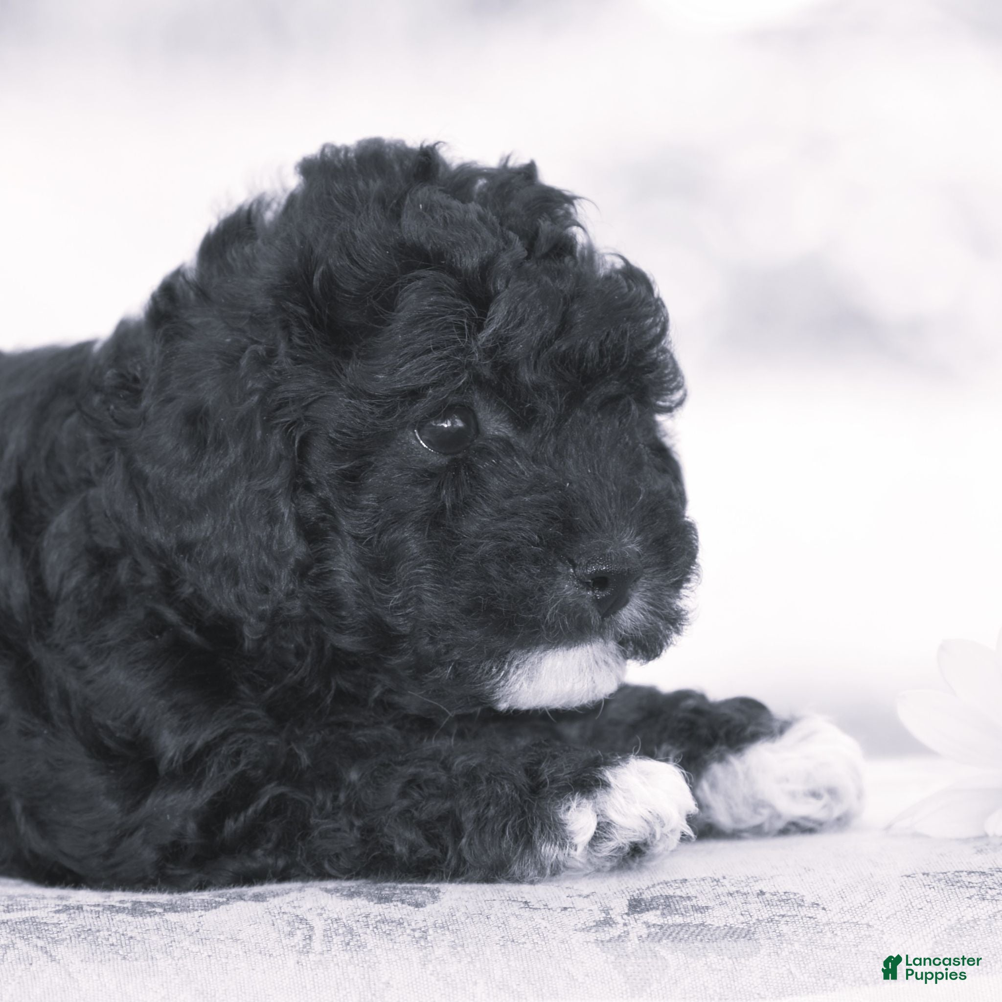 Yorkiepoo dogs Chalmers - Ad 2