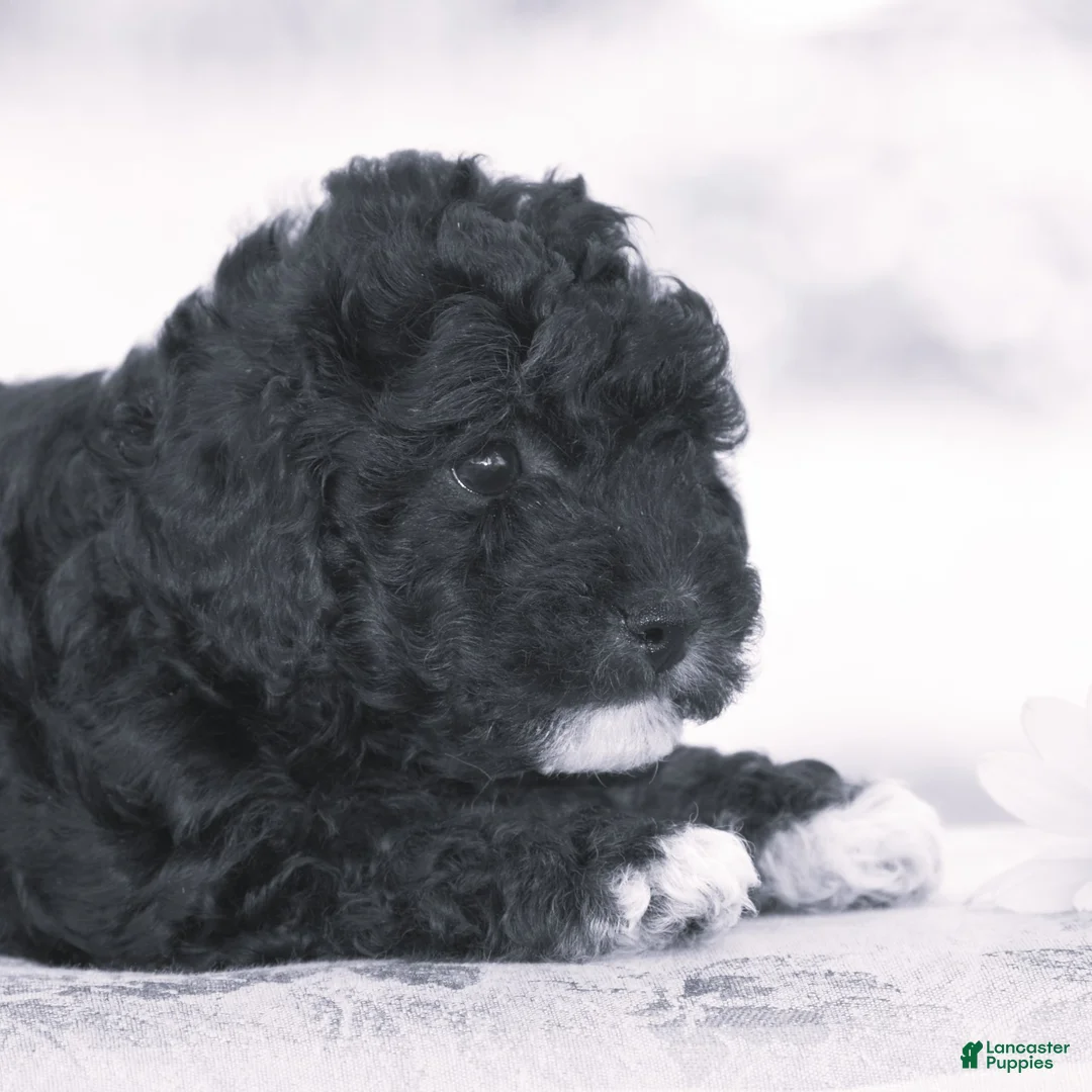 Yorkiepoo dogs for sale: Chalmers - Ad 2