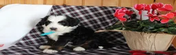 Bernedoodle dogs for sale: Shotgun - Ad 3