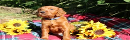 Mixed Breed dogs for sale: Rocky - Irish Goldendoodle  - Ad 25