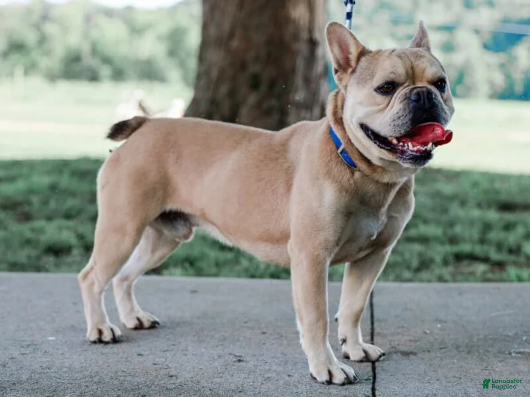 French Bulldog dogs for sale: Sweet Pea - Ad 6