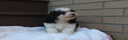 Miniature Poodle dogs for sale: Diego  - Ad 5