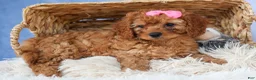 Cavapoo dogs for sale: TAMMY - Ad 7