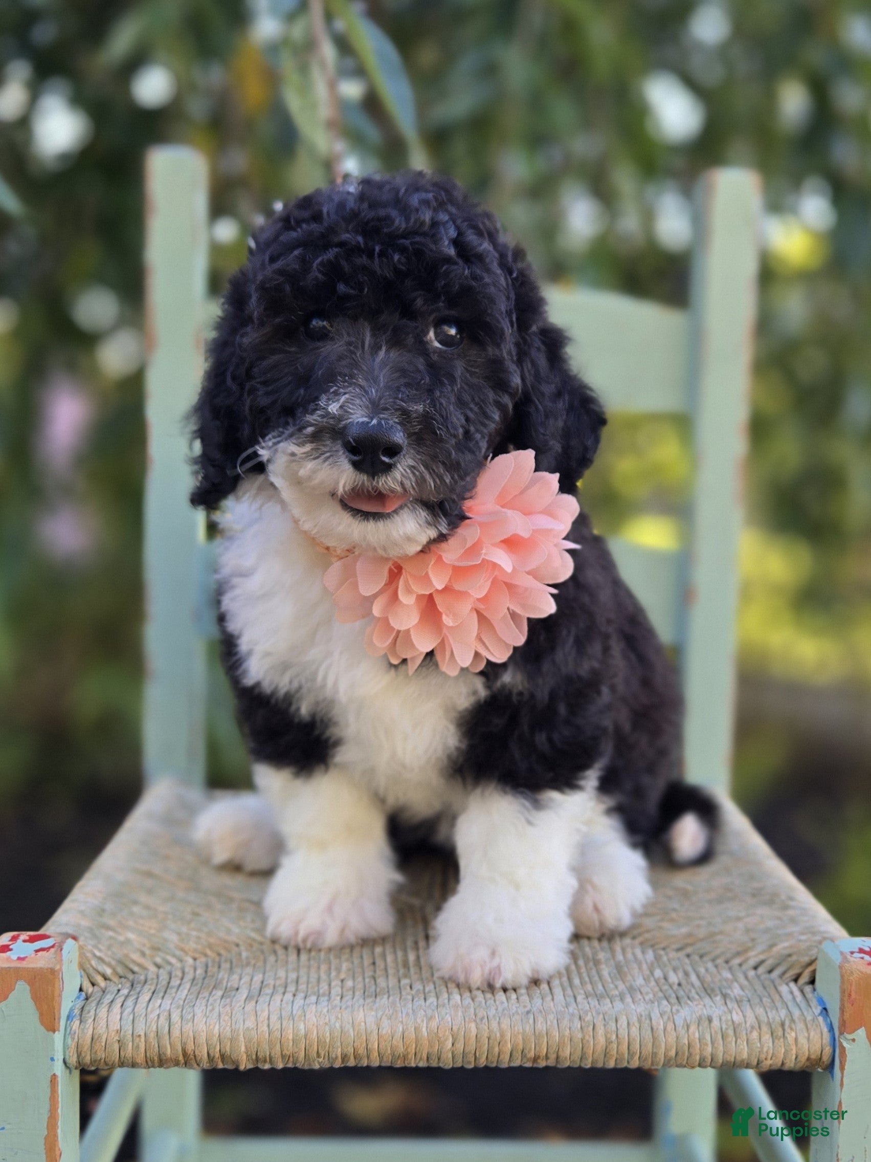Sheepadoodle dogs Harper - Ad 2