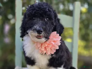Sheepadoodle dogs Harper - Ad 2