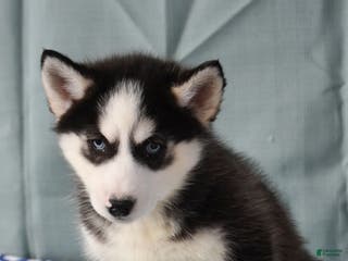 Siberian Husky dogs Zippy - Ad 20