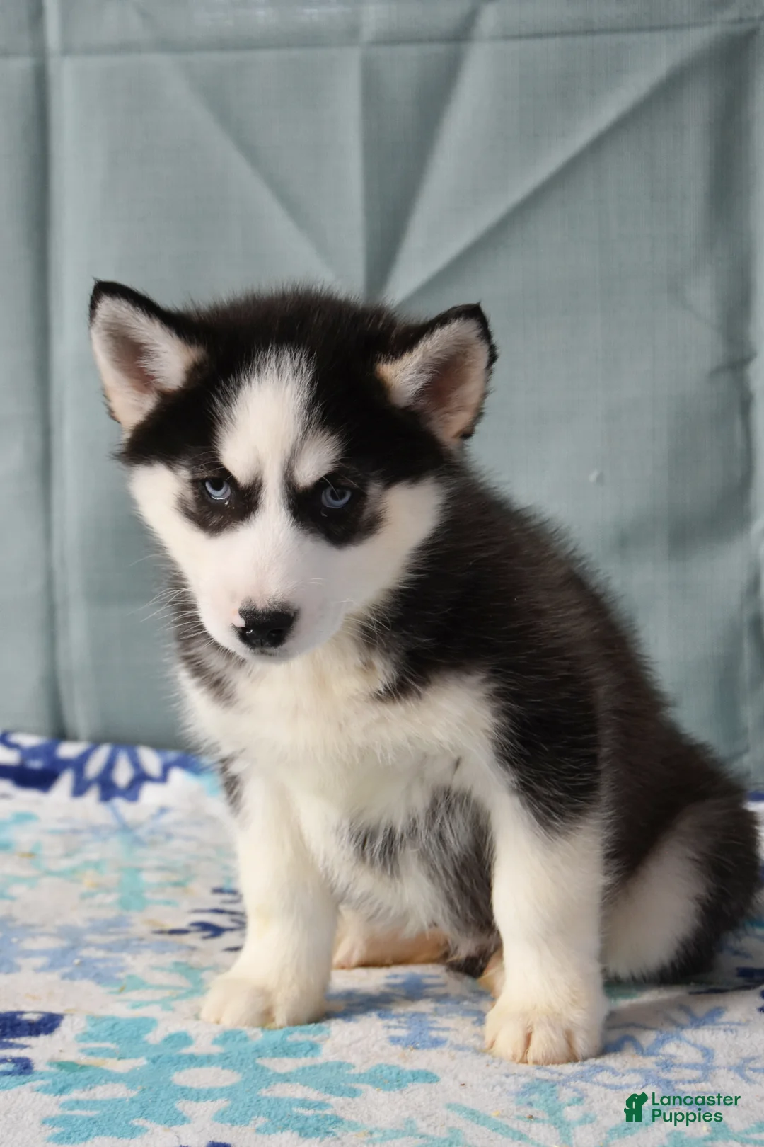 Siberian Husky dogs for sale: Zippy  - Ad 1