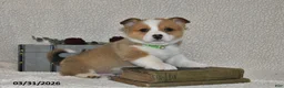 Welsh Corgi Pembroke dogs for sale: Cupid - Ad 3