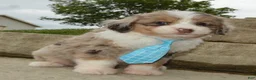 Mini Aussiedoodle dogs for sale: Mini Asher - Ad 4