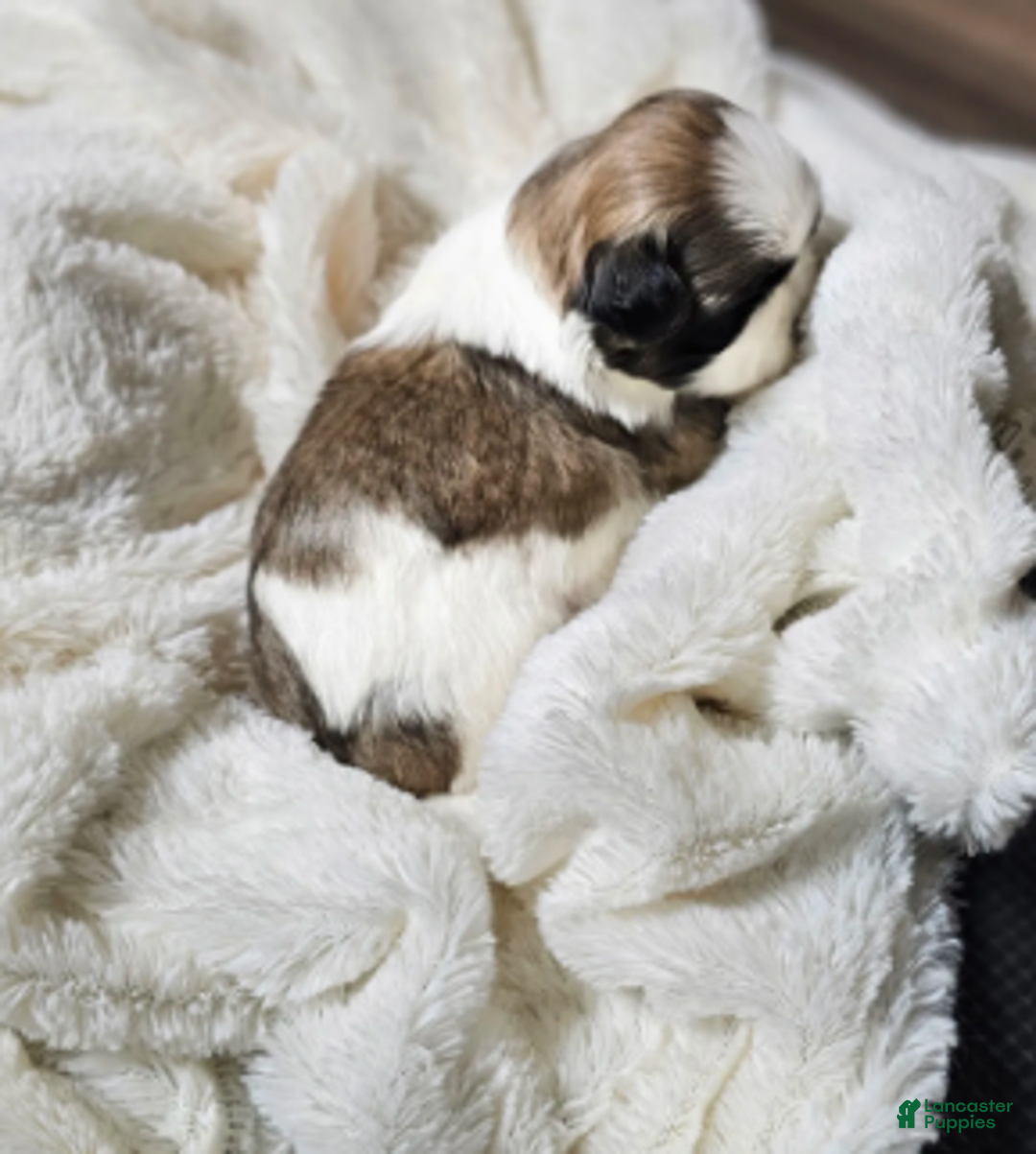 Shih Tzu dogs for sale: Chester Ckc - Ad 4