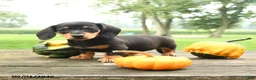 Miniature Dachshund dogs for sale: Chocolate - Ad 1