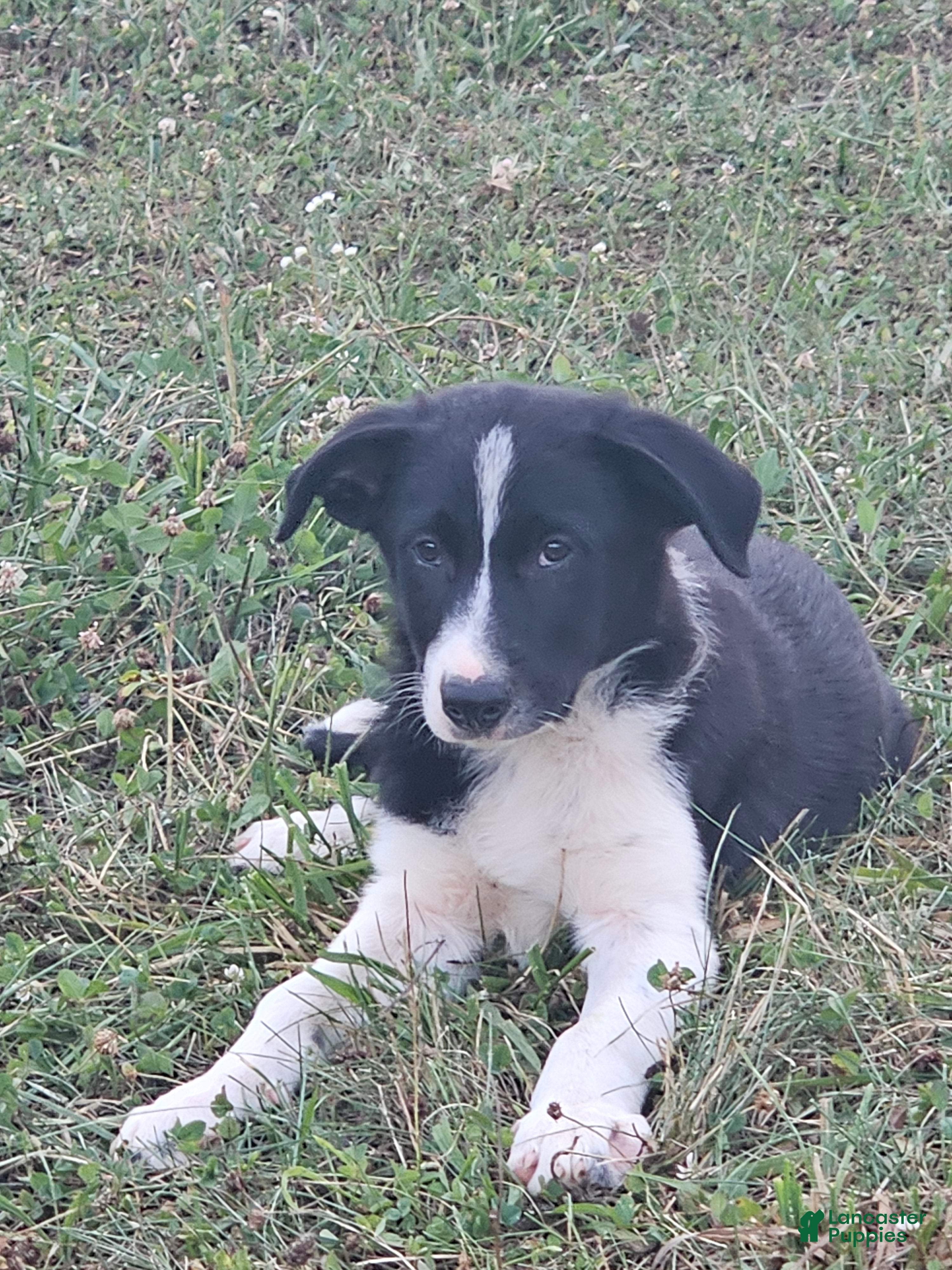 Border Collie dogs Jackson  - Ad 2