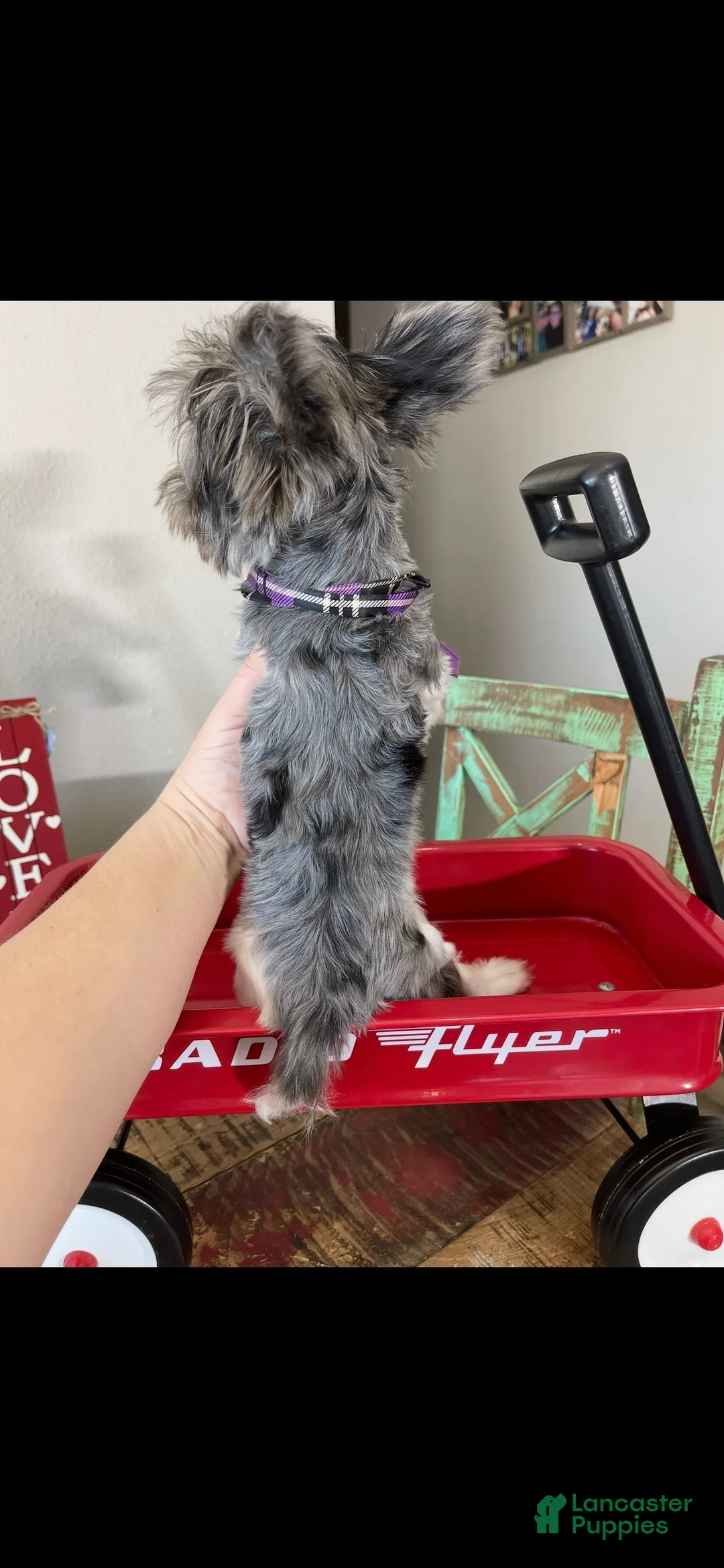 Yorkshire Terrier dogs for sale: KB BlackBerry Partial Blue eye - Ad 12