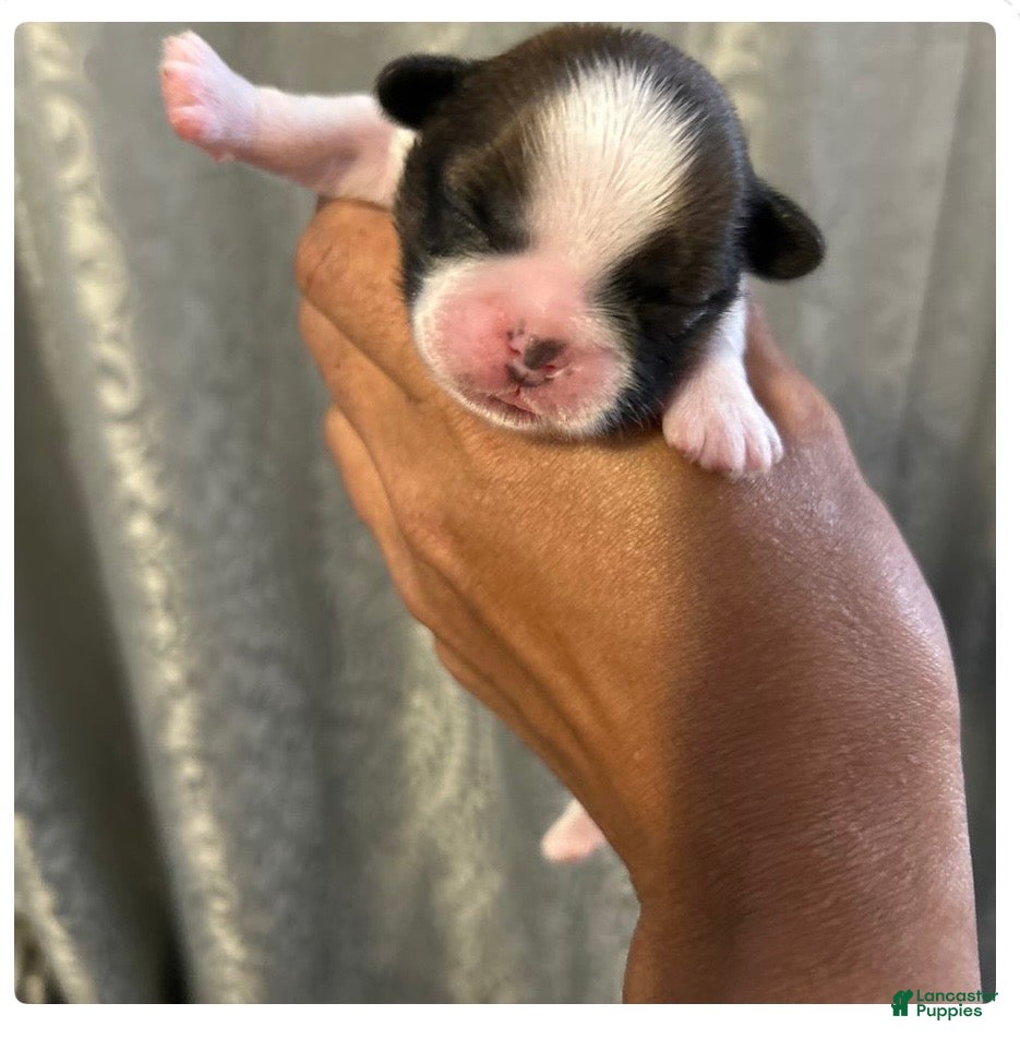 Shih Tzu dogs for sale: Shih Tzu Puppy 1 Marco  - Ad 1