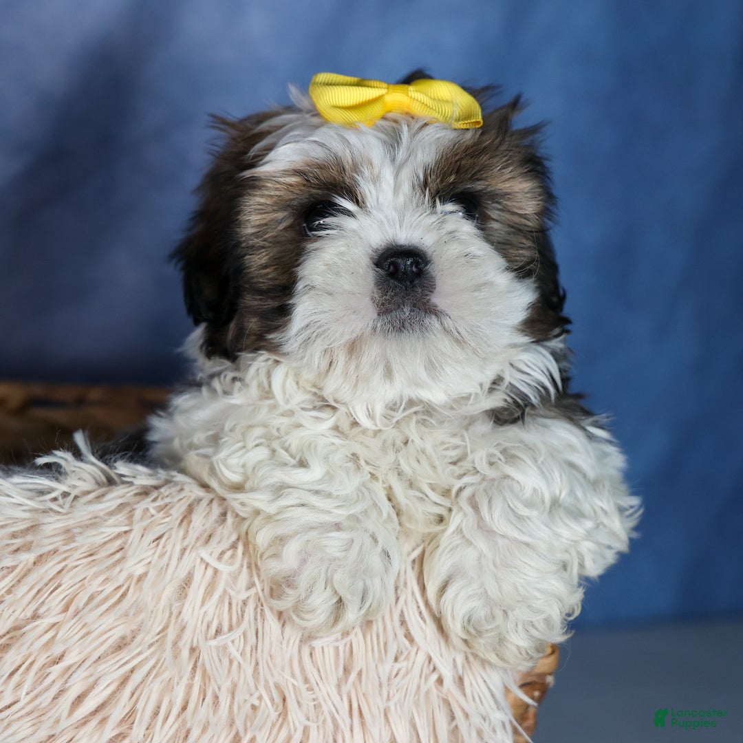 Shih Tzu dogs for sale: MICKEY - Ad 14