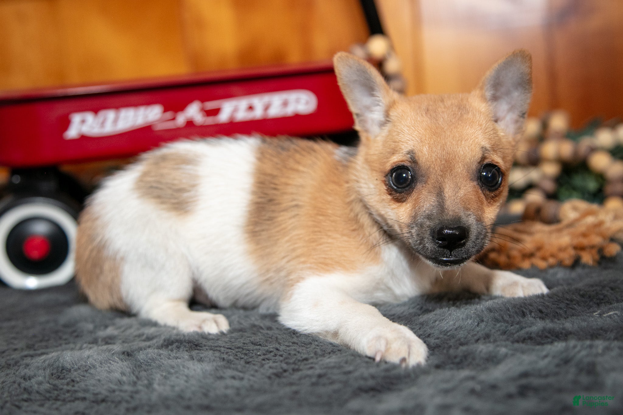Chihuahua dogs Addison - Ad 2