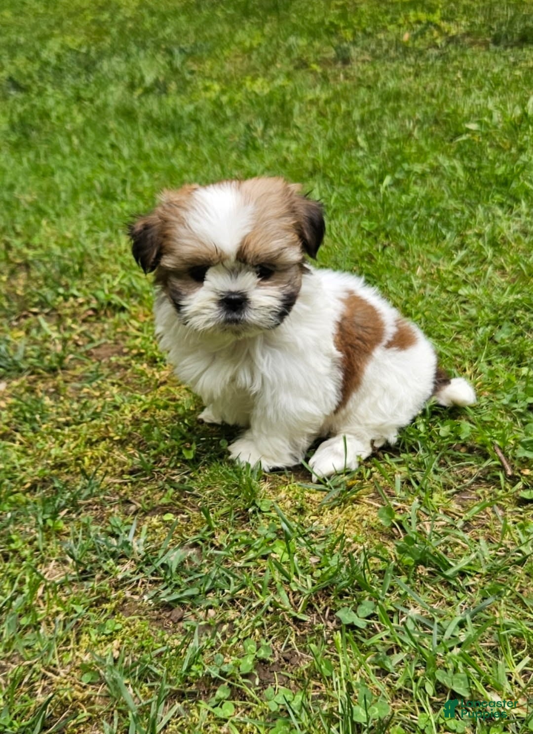 Shih Tzu dogs for sale: Shih Tzu Puppy 1 - Ad 2