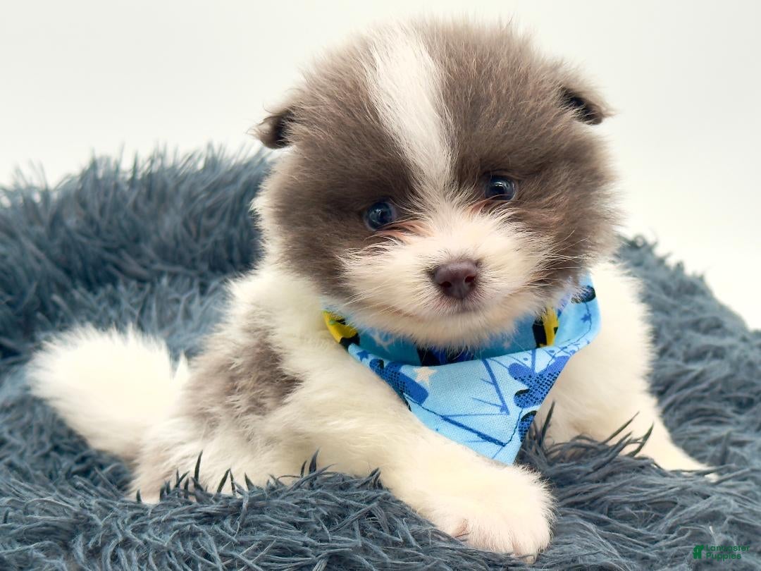 Pomeranian dogs AKC Frank - Ad 2