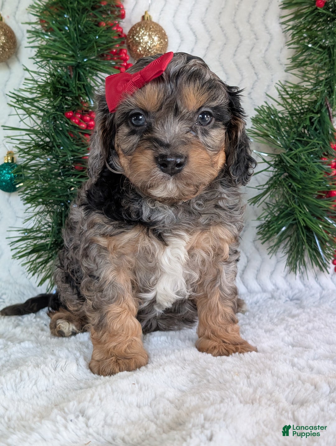 Cavapoo dogs for sale: Bluey - Ad 6