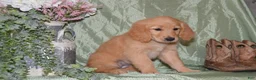 Goldendoodle dogs for sale: Brooke - Ad 3