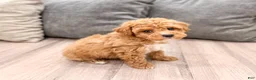 Miniature Poodle dogs for sale: Cola - Ad 3