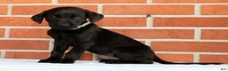Labrador Retriever dogs for sale: Brady - Ad 9