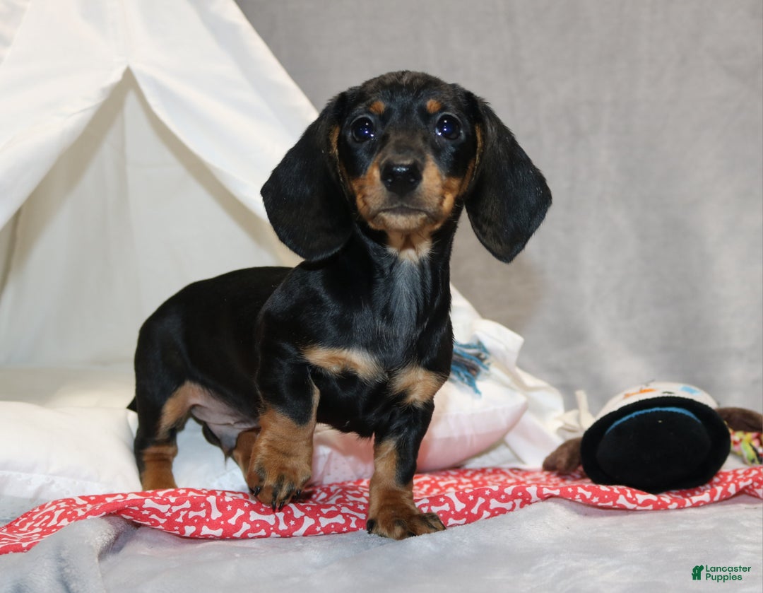 Miniature Dachshund dogs for sale: Hugo - Ad 7
