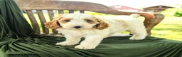Goldendoodle dogs for sale: Brianna - Ad 2
