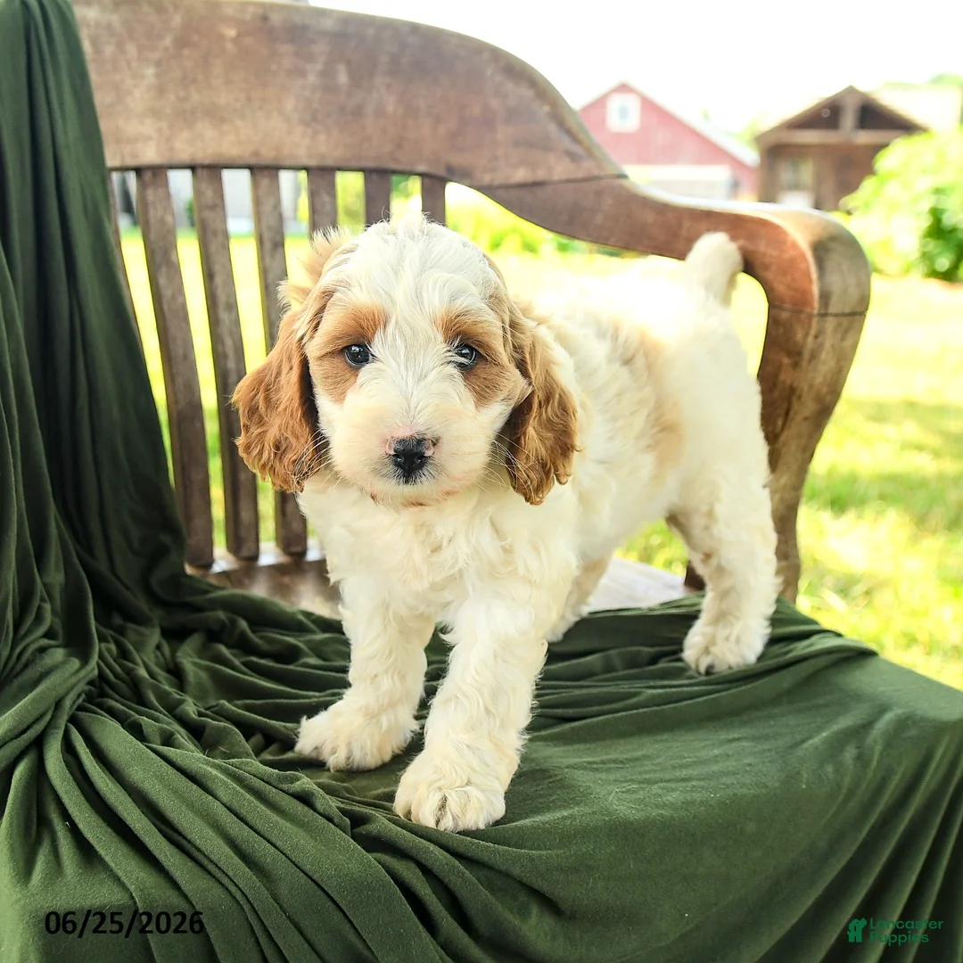 Goldendoodle dogs for sale: Brianna - Ad 2