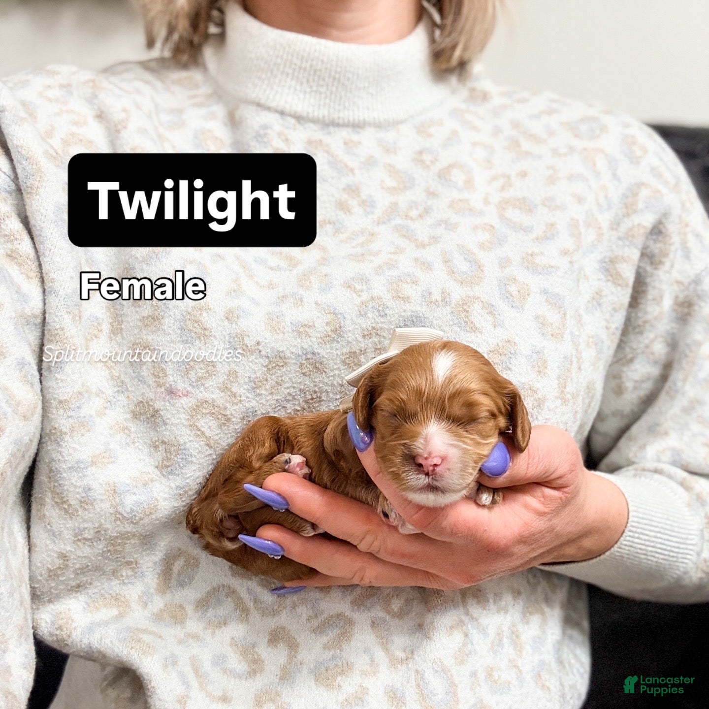 Mixed Breed dogs Twilight - Ad 20
