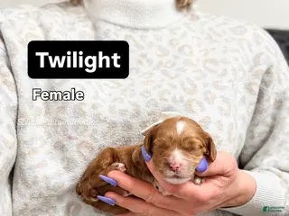 Mixed Breed dogs Twilight - Ad 11
