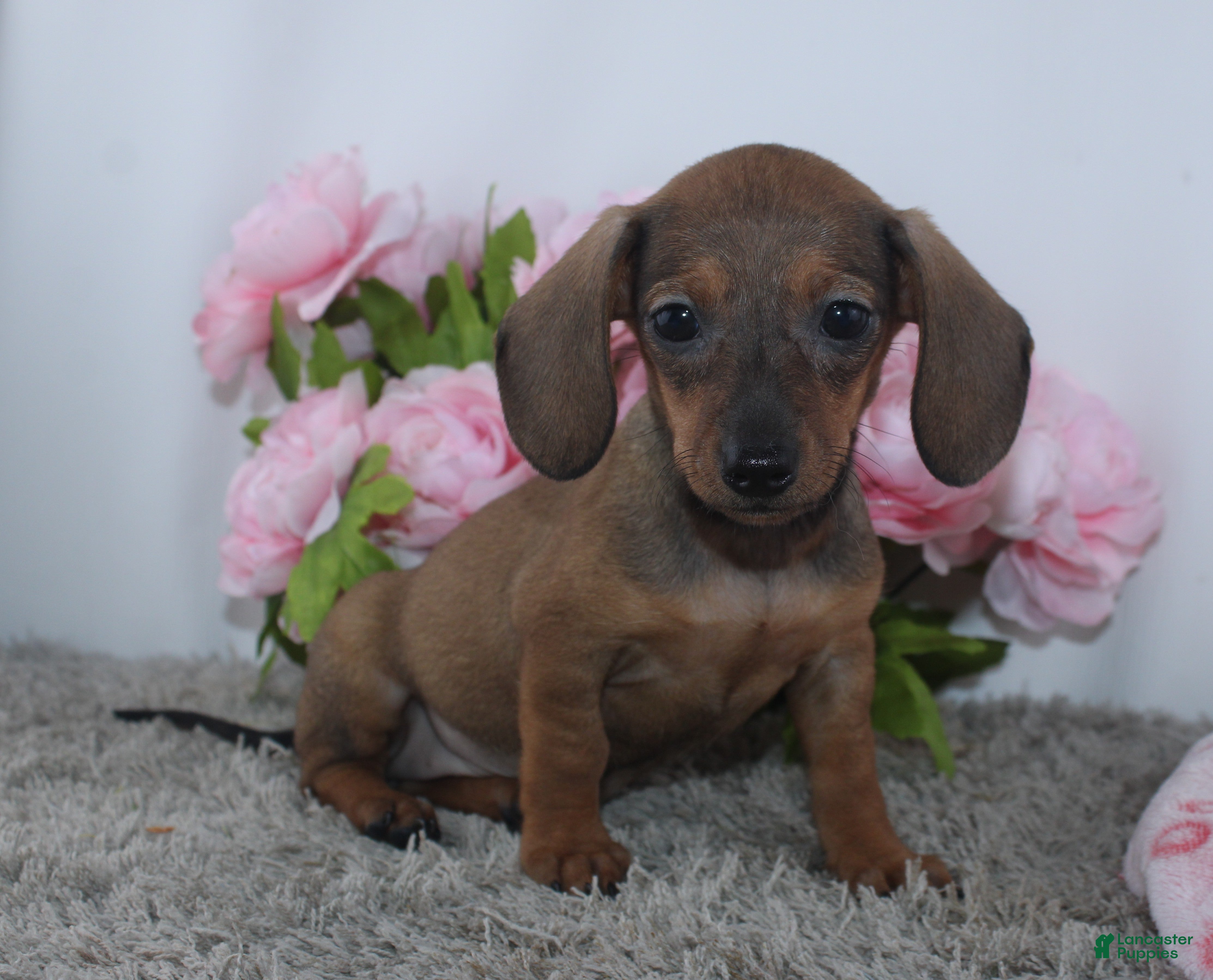 Miniature Dachshund dogs Kristie - Ad 1