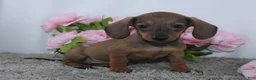 Miniature Dachshund dogs for sale: Kristie - Ad 1