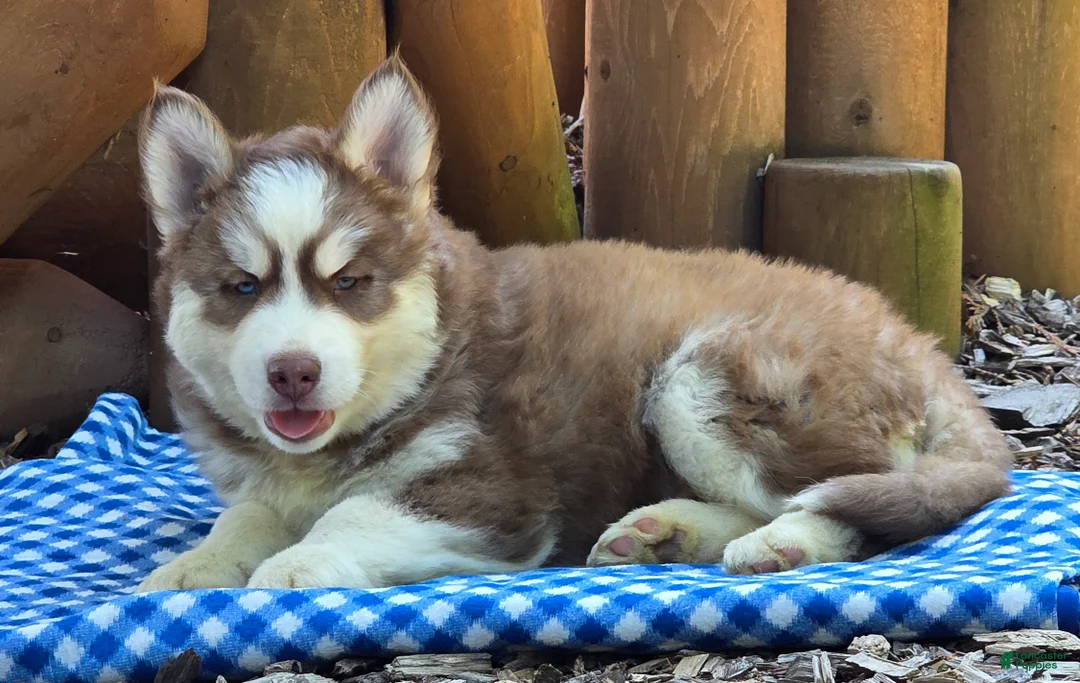 Siberian Husky dogs for sale: Fluffy - Ad 2