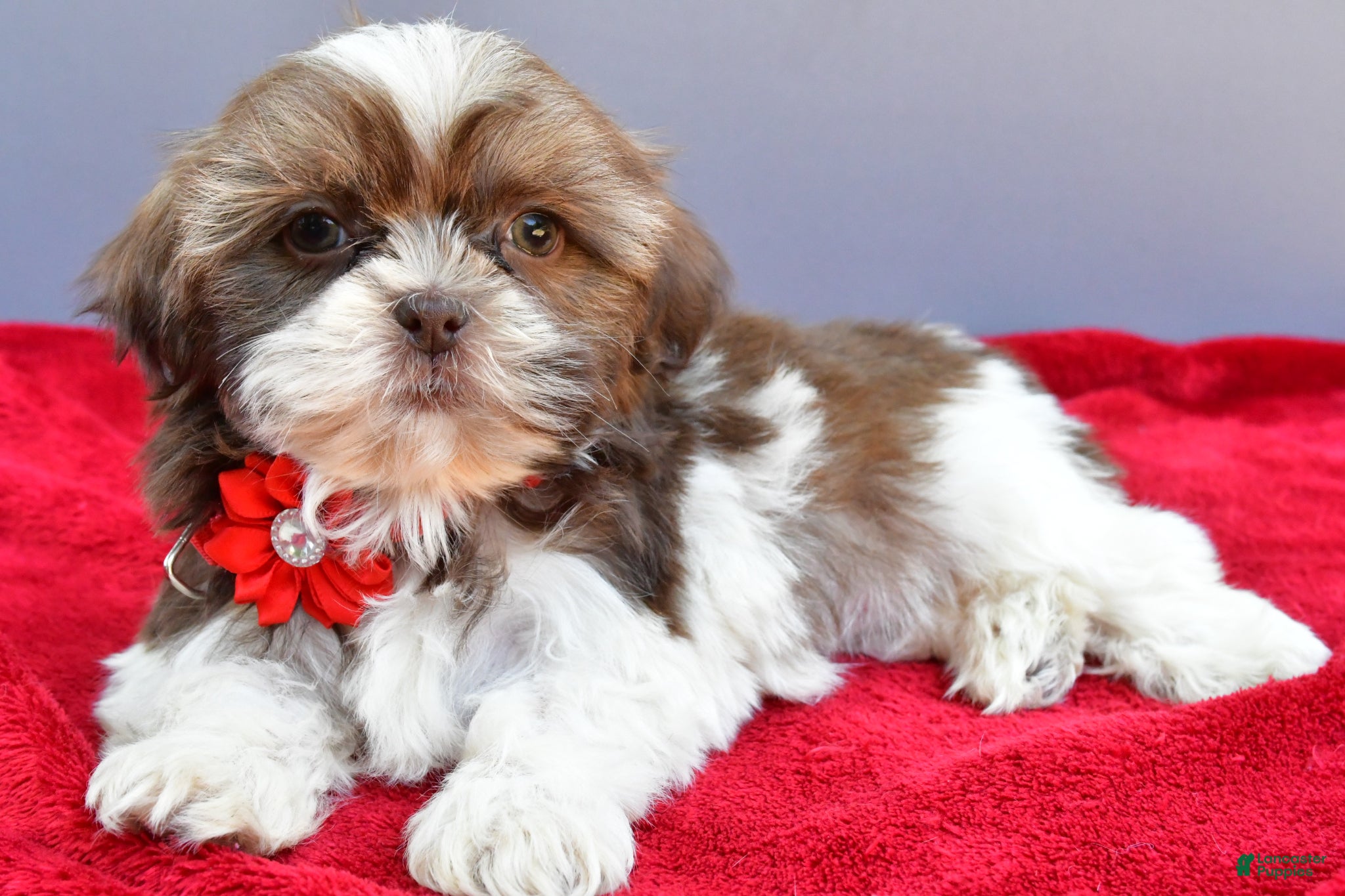 Shih Tzu dogs Sophie - Ad 2