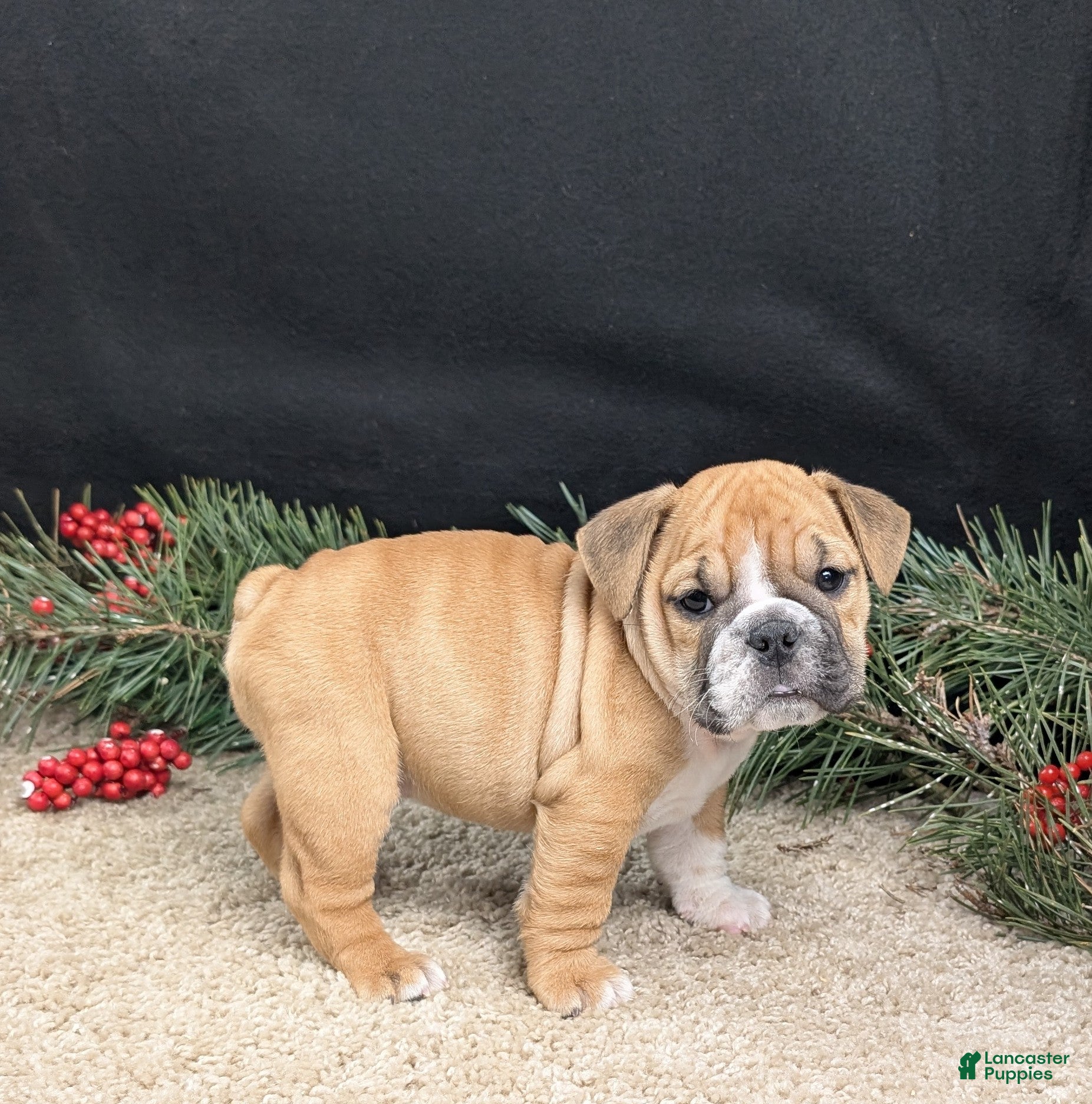 English Bulldog dogs Joy  - Ad 29
