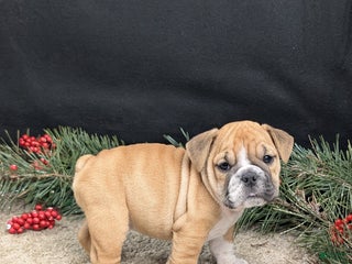 English Bulldog dogs Joy - Ad 30