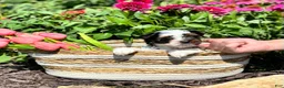Biewer Terrier dogs for sale: Biewer Terrier 2 - Ad 3
