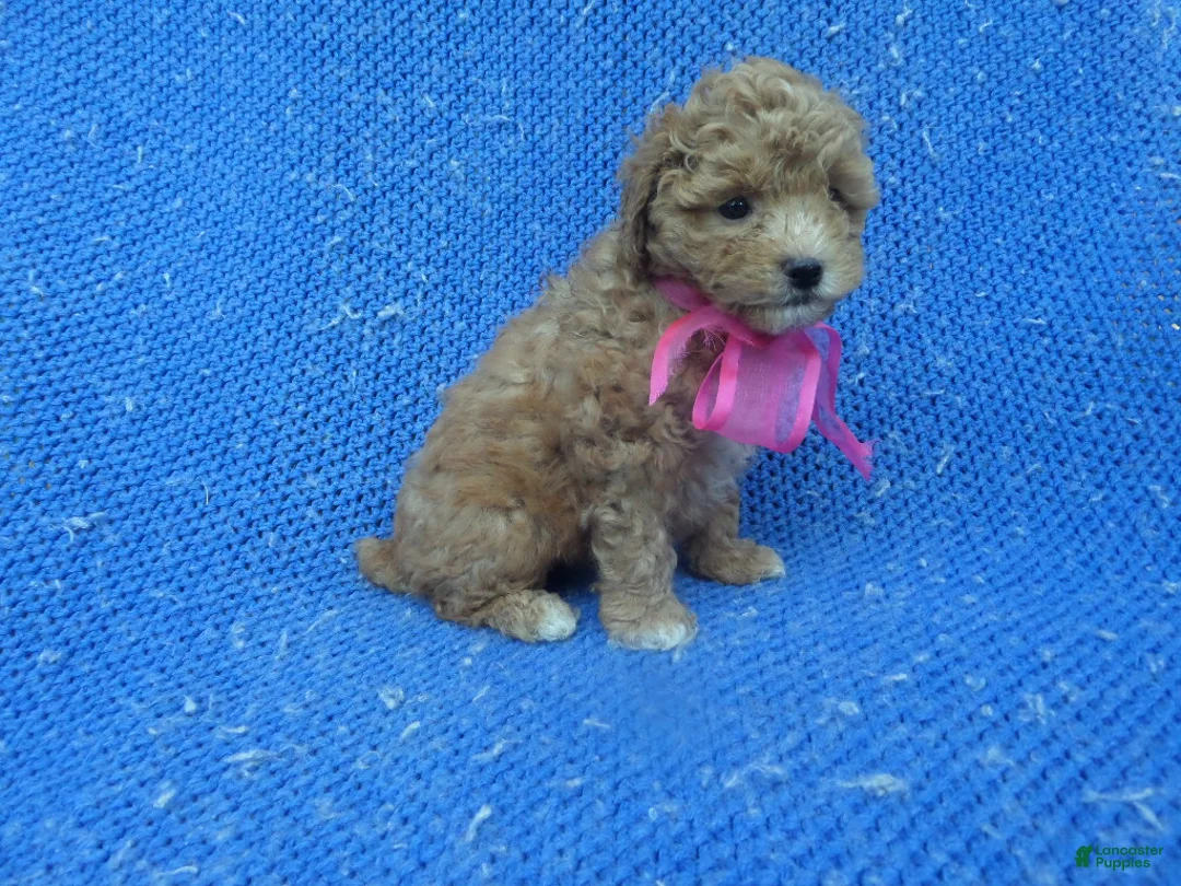 Toy Poodle dogs for sale: Izzy  - Ad 1