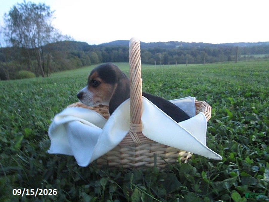 Beagle dogs Pickle - Ad 23