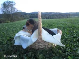 Beagle dogs Pickle - Ad 23
