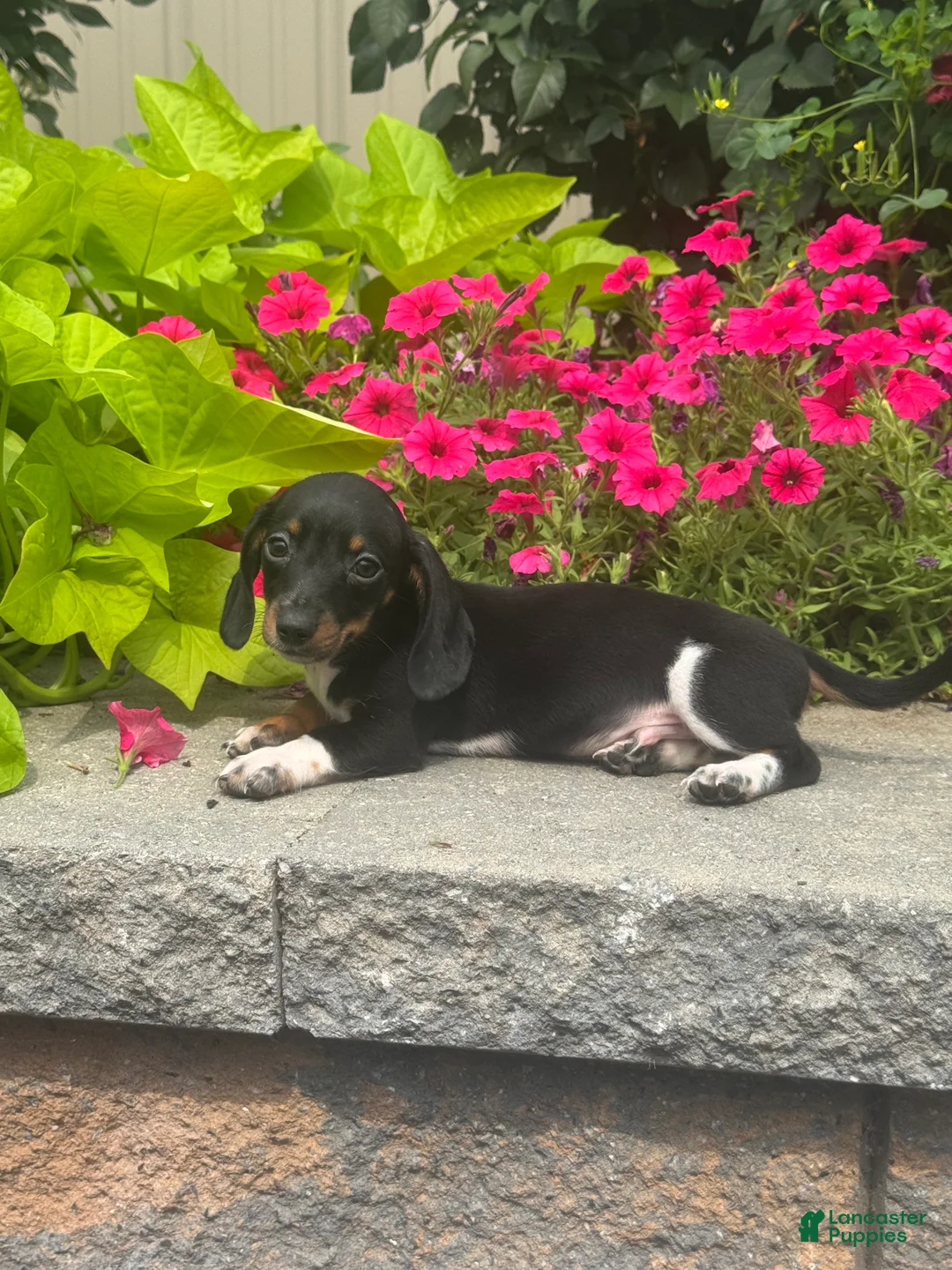 Miniature Dachshund dogs for sale: Dodge - Ad 5