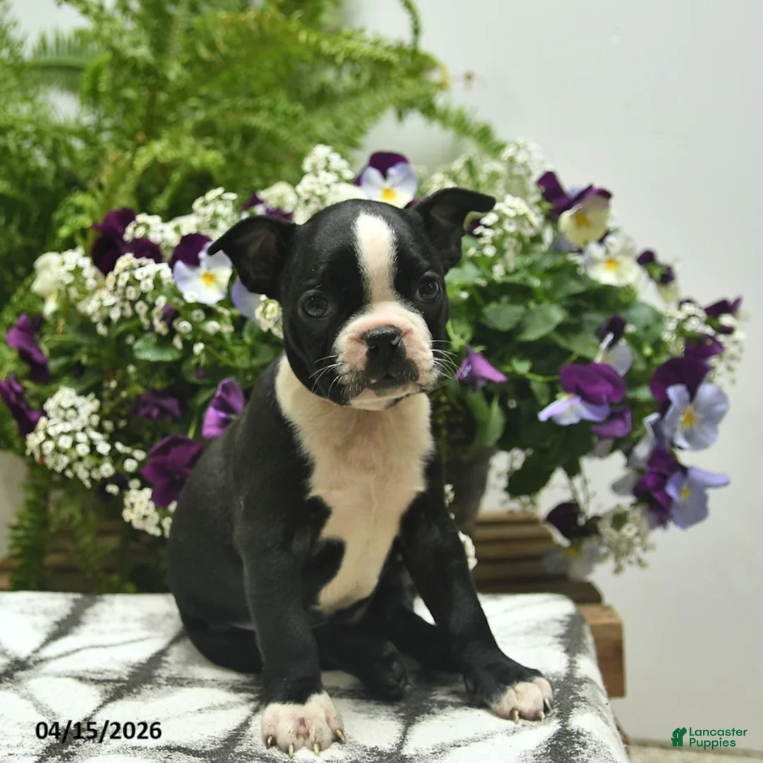 Boston Terrier dogs for sale: Mollie  - Ad 2