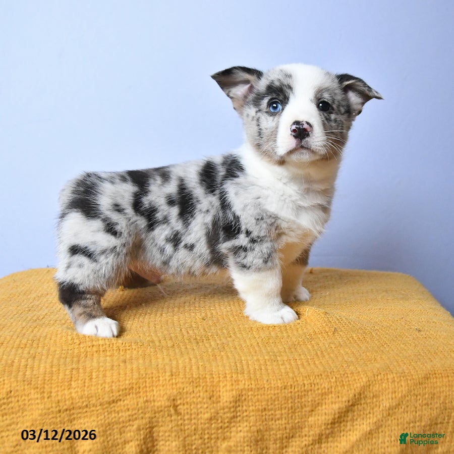 Welsh Corgi Pembroke dogs Wells - Ad 1